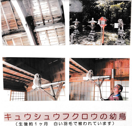 「三坂神社の拝殿に舞い降りたフクロウ画像紹介2」関連画像